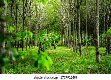 Natural Rubber Tree Plantation Forest