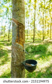 Natural Rubber Tree Sap Forrest Nature Milk Of  Rubber