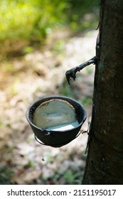 Natural Rubber Tree Sap Forrest Nature Milk Of  Rubber