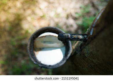 Natural Rubber Tree Sap Forrest Nature Milk Of  Rubber