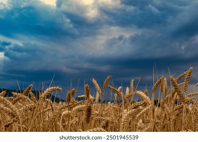 Natural rural summer panoramic landscape Wheat field against stormy sky with dark clouds Nature before thunderstorm - Powered by Shutterstock