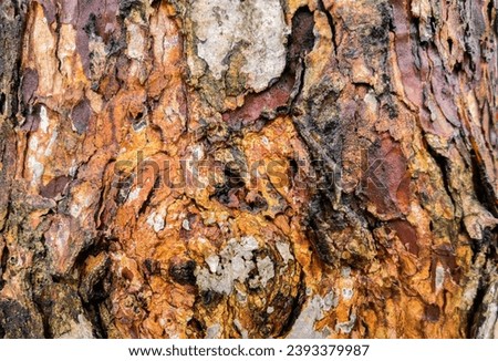 natural and rustic aesthetic background of tree bark. texture, close up