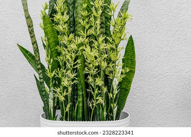 Natural sansevieria trifasciata plant with flowers. Huge flowering Snake plants. Close-up blooming  Trifasciata Viper's Bowstring Hemp or mother-in-law’s tongue homeplant.