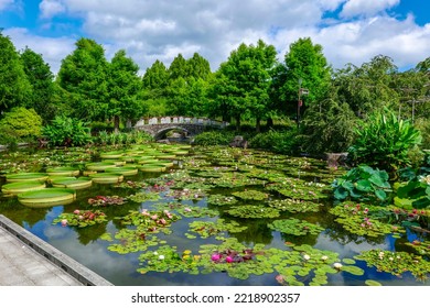 Natural Scenery Of Amazon Water Lily Floating In The Pond