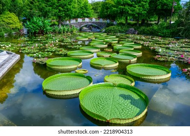 Natural Scenery Of Amazon Water Lily Floating In The Pond