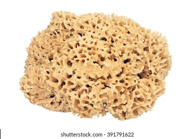 Sponge Stock Photos, Images & Photography | Shutterstock
