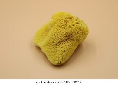 Natural Sea Sponge On Soft Pink Background.