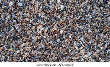 Natural seashell background with assorted shell fragments on beach