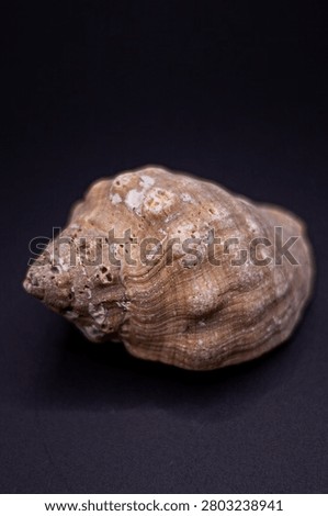 Natural seashell on a dark background.