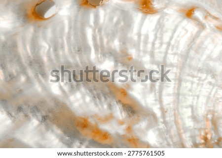  natural seashell surface with perforations and soft iridescent texture. Organic marine background in neutral beige tones, minimal aesthetic, copy space. 