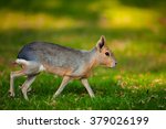 Natural shot of Patagonian Mara animal (Dolichotis patagonum) with nice blurry sunny background 