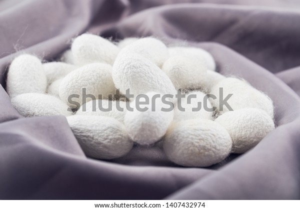 Natural silk raw silkworm\
cocoon
