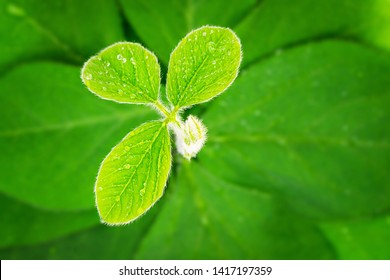 Natural Soybean Sprout In Green Field After Rain. Green Soy Leaves With Water Drops, Macro Close Up