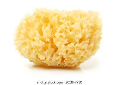 Natural Sponge On White Background