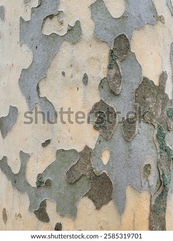 Natural spotted platanus bark tree texture. Sycamore tree bark pattern. Abstract background in natural colors. Ð tree shedding bark. Close-up. 