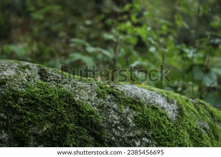 Natural stone podium with green moss and blurred background 