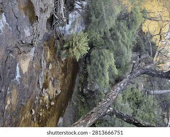 Natural stream flows through dense green ferns and eucalyptus trees under soft daylight.