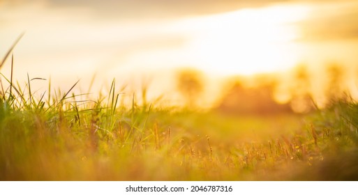Natural strong blurry background of green grass blades close up. Fresh grass meadow in sunny morning. Copy space. - Shutterstock ID 2046787316