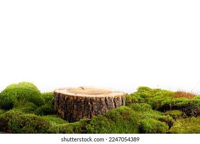 natural style. Wooden saw cut, round podium with green moss isolated on a white background. Still life for the presentation of products.