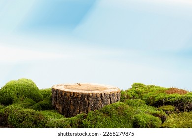 natural style. Wooden saw cut, round podium with green moss on a sky blue background. Still life for the presentation of products. Blurred foreground  - Powered by Shutterstock