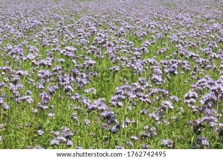 Similar – Hallig Gröde | Sand lilacs on the salt marsh