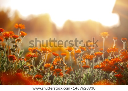 Natural summer background orange field flowers in the morning sun rays with soft blurred focus
