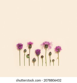 Natural Summer Composition From Wild Flowers Thorn Thistle Or Burdock On Pastel Beige Background. Meadow, Field And Forest Blooming Plans. Aesthetic Nature. View From Above