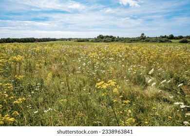 Natural summer grasses and wildflowers, meadow herbs and field bloom plants, wild blossom, white and yellow flower outdoor, nature aesthetics summer scene, wild growth grass, blue sky, selective focus - Powered by Shutterstock