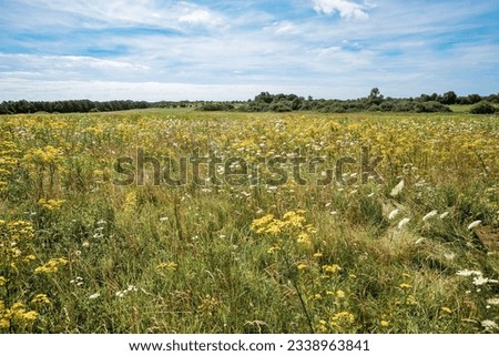 Natural summer grasses and wildflowers, meadow herbs and field bloom plants, wild blossom, white and yellow flower outdoor, nature aesthetics summer scene, wild growth grass, blue sky, selective focus