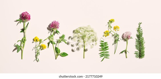 Natural Summer Herbs In Row, Set Blossoming Wild Flowers, Field Clover, Umbrella Flower Heracleum, Green Leaves On Pink  Background. Summer Aesthetic Flat Lay, Beauty Blooms, Nature Design, Top View