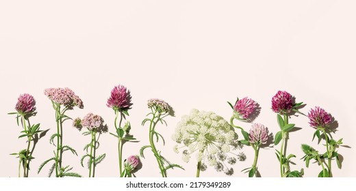 Natural Summer Herbs In Row, Set Blossoming Wild Flowers As Field Clover, Umbrella Flower Heracleum, Yarrow On Pink  Background. Summer Aesthetic Flat Lay, Beautiful Blooms, Nature Design, Top View