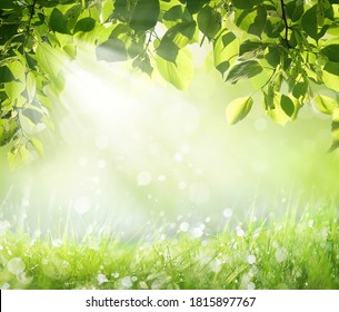 Natural summer spring landscape frame with wet green grass with morning dew and fresh juicy foliage on Sunny day. Beautiful rays of sunlight breaks through foliage of trees in Park in nature outdoors. - Powered by Shutterstock