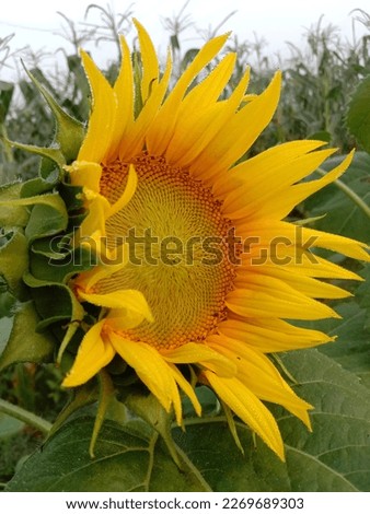 Natural sunflower blossom blooming with her own beauty.