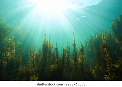 Natural sunlight underwater with seaweed, Atlantic ocean, (brown algae Sargassum muticum), Spain, Galicia - Powered by Shutterstock