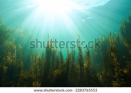 Natural sunlight underwater with seaweed, Atlantic ocean, (brown algae Sargassum muticum), Spain, Galicia