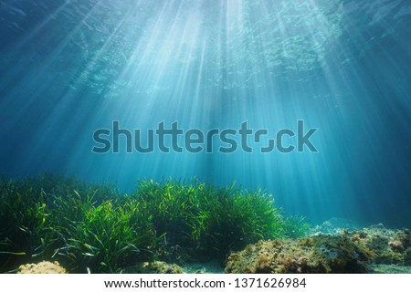 Natural sunlight underwater through water surface with seagrass and rock on the seabed, Mediterranean sea, France