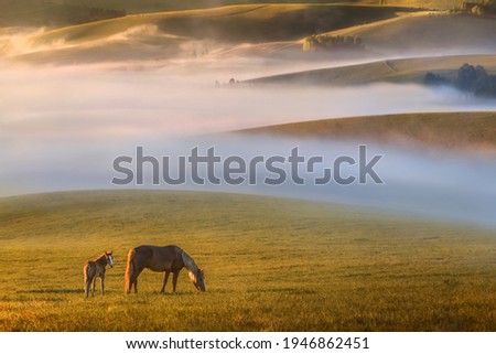 Natural sunrise in the mountains. The hills are covered with morning fog. Sunlight illuminates the mountains. In the foreground, two bay horses graze freely. The foal and the mare stand sideways.Altai