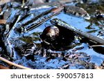 natural tar bubbling from the ground