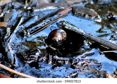 Natural Tar Bubbling From The Ground