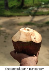 Natural Tasty Cut Tender Coconut 