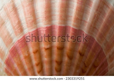 Natural texture. Natural background. Close-up part of seashell