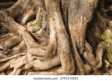 Natural texture background with massive tree roots