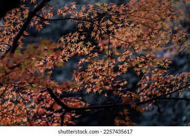 The natural texture of colorful maple leaves or Momijigari in autumn at Japan. Light sunset of the sun with dramatic yellow and orange sky. Image depth of field. - Shutterstock ID 2257435617