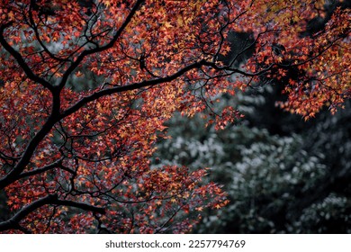 The natural texture of colorful maple leaves or Momijigari in autumn at Japan. Light sunset of the sun with dramatic yellow and orange sky. Image depth of field. - Shutterstock ID 2257794769