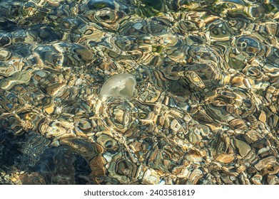 Natural texture of green sea water with floating jellyfish and gravel stones
 - Powered by Shutterstock