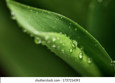 A natural texture of the leaves. Close-up of a Dewdrop on a fresh juicy Lily of the valley leaf in the early morning for a design on the theme of spring, ecology, freshness. - Powered by Shutterstock