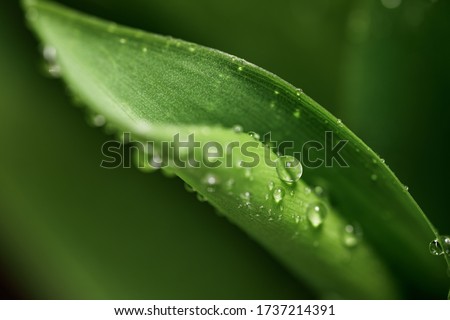 A natural texture of the leaves. Close-up of a Dewdrop on a fresh juicy Lily of the valley leaf in the early morning for a design on the theme of spring, ecology, freshness.