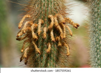 Natural Texture And Pattern. Exotic Flora. Closeup View Of Green Opuntia Cactus With Sharp, Red, Fury Spines And Dried Flowers. 