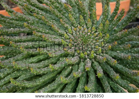 Natural texture and pattern. Exotic succulent plants. Closeup view of an Euphorbia caput-medusae, also known as Medusa's Head, beautiful green leaves foliage.  