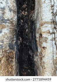 Natural texture and pattern inside a hollow weathered tree trunk in the tropical rainforest of Sri Pada Adam's Peak Peak Wilderness Sri Lanka